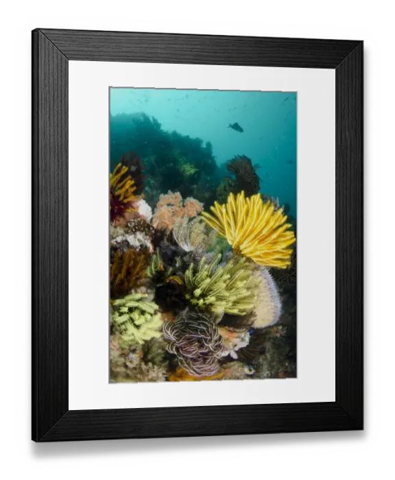 Framed Print : View of tropical reef habitat with crinoids, Horseshoe Bay, Nusa Kode, Rinca Island, Komodo N. P Framed Print : View of tropical reef habitat with crinoids, Horseshoe Bay, Nusa Kode, Rinca Island, Komodo N. P