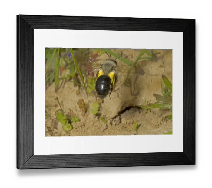 Framed Print : Grey Mining Bee (Andrena vaga) adult female, in flight, carrying pollen, locally extinct in UK since 1946 Framed Print : Grey Mining Bee (Andrena vaga) adult female, in flight, carrying pollen, locally extinct in UK since 1946