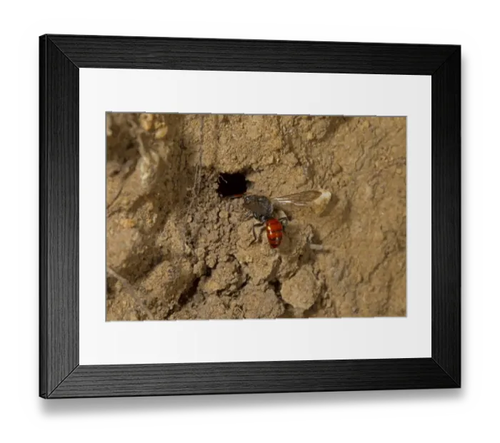 Framed Print : Fabricius Nomad Bee (Nomada fabriciana) adult, at burrow of Mining Bee (Andrena bicolor) host, Norfolk, England, April Framed Print : Fabricius Nomad Bee (Nomada fabriciana) adult, at burrow of Mining Bee (Andrena bicolor) host, Norfolk, England, April