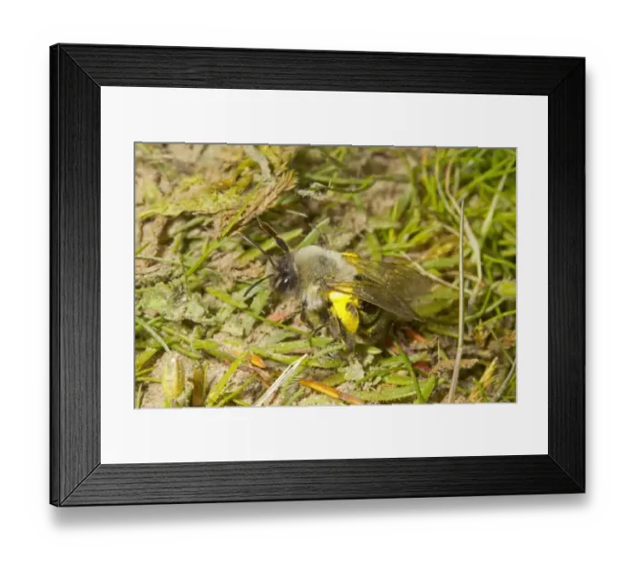 Framed Print : Grey Mining Bee (Andrena vaga) adult female, carrying pollen, locally extinct in UK since 1946