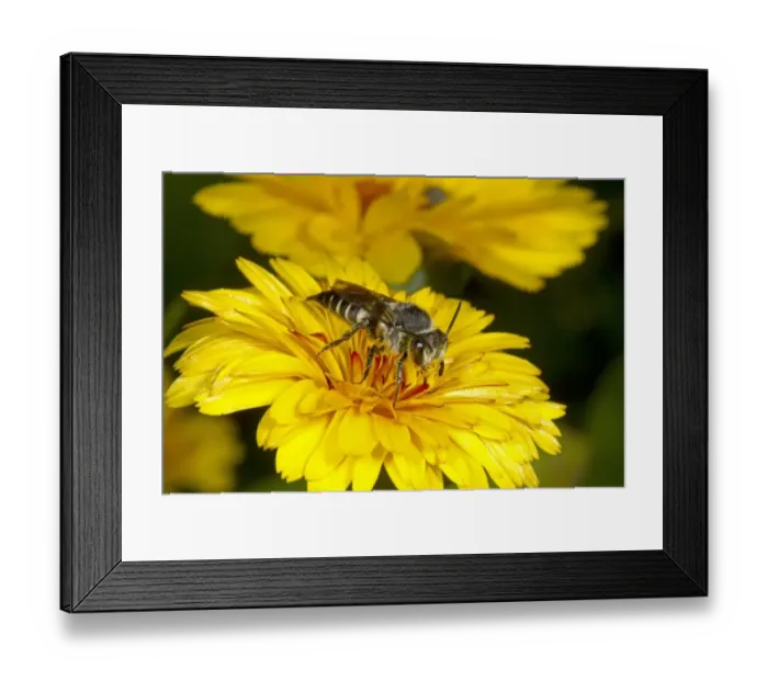 Framed Print : Solitary Bee (Coelioxys elongata) adult female, feeding on flower, Kent, England, September Framed Print : Solitary Bee (Coelioxys elongata) adult female, feeding on flower, Kent, England, September