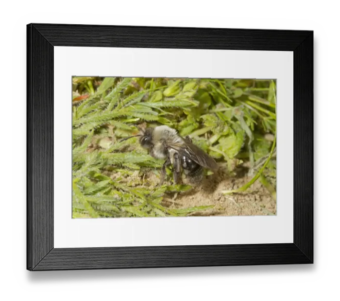 Framed Print : Grey Mining Bee (Andrena vaga) adult, locally extinct in UK since 1946 and first seen again this year at two sites Framed Print : Grey Mining Bee (Andrena vaga) adult, locally extinct in UK since 1946 and first seen again this year at two sites