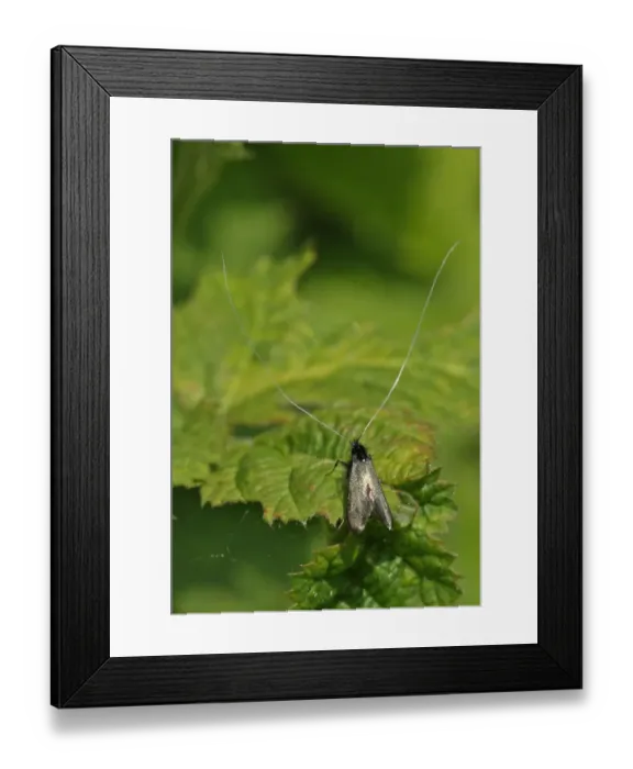 Framed Print : Green Longhorn (Adela reaumurella) adult male, resting on leaf, Norfolk, England, May Framed Print : Green Longhorn (Adela reaumurella) adult male, resting on leaf, Norfolk, England, May