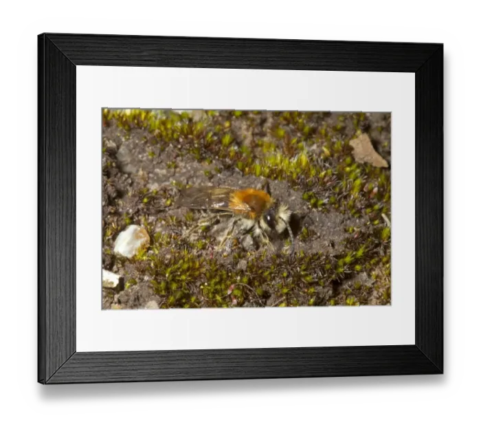 Framed Print : Grey-patched Mining Bee (Andrena nitida) adult male, Norfolk, England, April Framed Print : Grey-patched Mining Bee (Andrena nitida) adult male, Norfolk, England, April