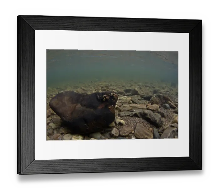 Framed Print : Caddisfly (Trichoptera sp. ) larvae, in larval cases on rock underwater, River Livet, Glenlivet, Cairngorms N. P