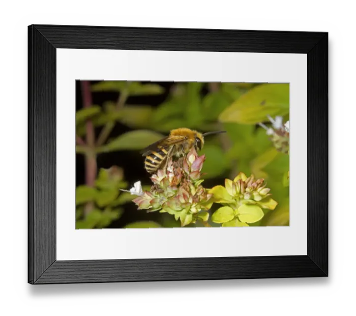 Framed Print : Ivy Bee (Colletes hederae) adult male, feeding on sedum flowers, Hythe, Kent, England, September Framed Print : Ivy Bee (Colletes hederae) adult male, feeding on sedum flowers, Hythe, Kent, England, September