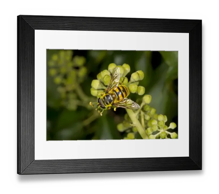 Framed Print : Dead Head Hoverfly (Myathropa florea) adult female, feeding on ivy flowers, Norfolk, England, September