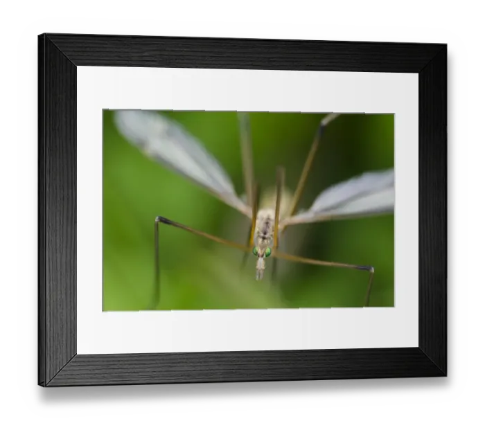 Framed Print : Cranefly (Tipulidae sp. ) adult, Idle Valley Nature Reserve, Nottinghamshire, England, May Framed Print : Cranefly (Tipulidae sp. ) adult, Idle Valley Nature Reserve, Nottinghamshire, England, May