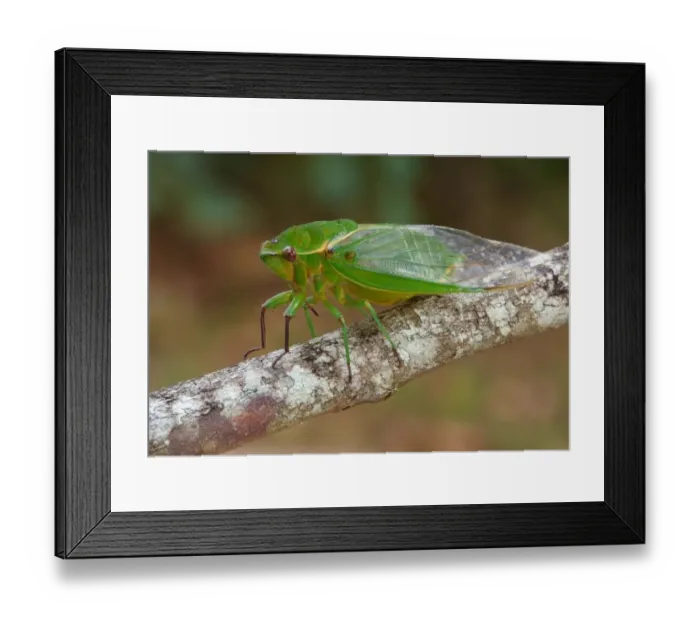 Framed Print : Australian Green Grocer Cicada (Cyclochila australasiae) Green Monday form, adult, resting on twig, Atherton Tableland Framed Print : Australian Green Grocer Cicada (Cyclochila australasiae) Green Monday form, adult, resting on twig, Atherton Tableland