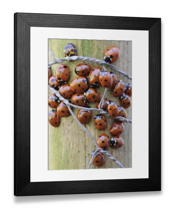 Framed Print : Seven-spot Ladybird (Coccinella septempunctata) adults, group gathered together on fencepost, Admaston, Staffordshire