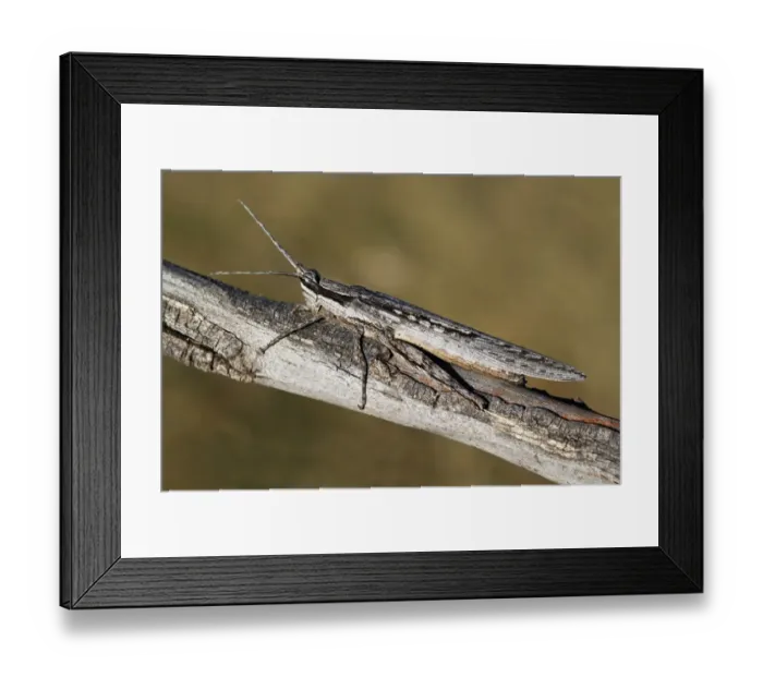 Framed Print : Bark-mimicking Grasshopper (Coryphistes ruricola) adult, camouflaged on twig, Uluru-Kata Tjuta N. P