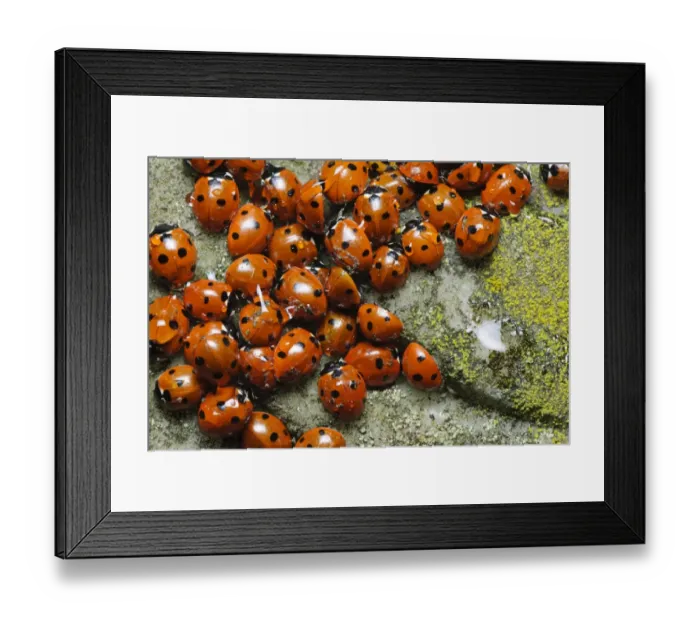 Framed Print : Seven-spot Ladybird (Coccinella septempunctata) adults, group gathered together on gravestone in churchyard Framed Print : Seven-spot Ladybird (Coccinella septempunctata) adults, group gathered together on gravestone in churchyard