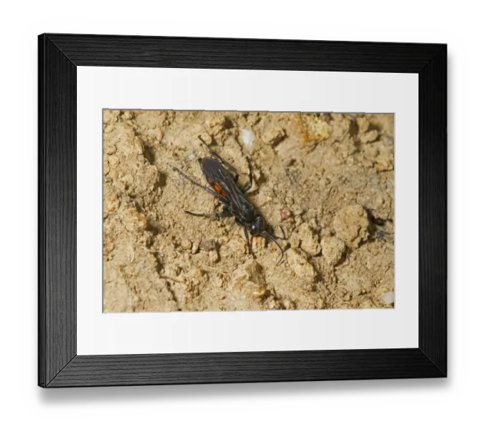 Framed Print : Black-banded Spider Wasp (Anoplius viaticus) adult, Norfolk, England, April Framed Print : Black-banded Spider Wasp (Anoplius viaticus) adult, Norfolk, England, April