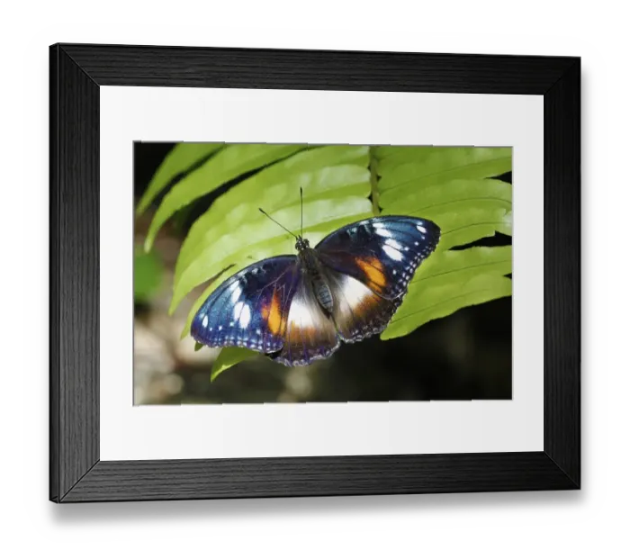 Framed Print : Common Eggfly (Hypolimnas bolina) adult female, resting on leaf, Atherton Tableland, Great Dividing Range, Queensland Framed Print : Common Eggfly (Hypolimnas bolina) adult female, resting on leaf, Atherton Tableland, Great Dividing Range, Queensland