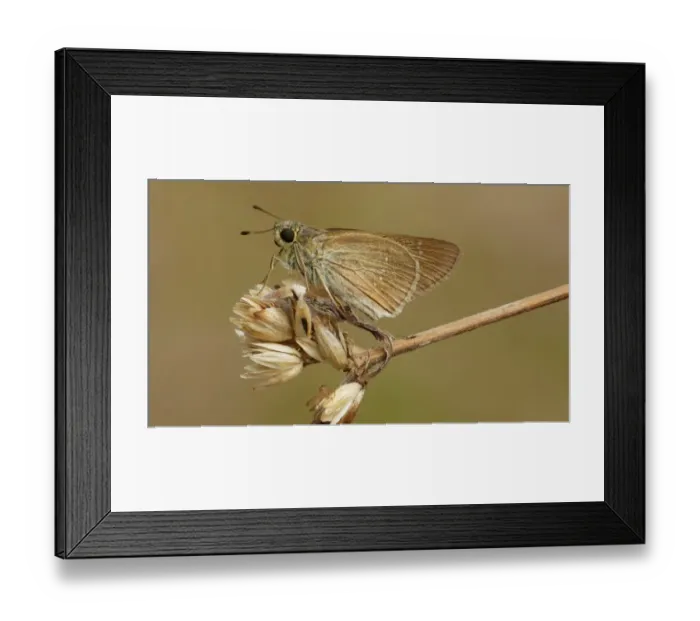 Framed Print : Lyells Swift (Pelopidas lyelli) adult, resting on dry vegetation, Cairns, Queensland, Australia, September Framed Print : Lyells Swift (Pelopidas lyelli) adult, resting on dry vegetation, Cairns, Queensland, Australia, September