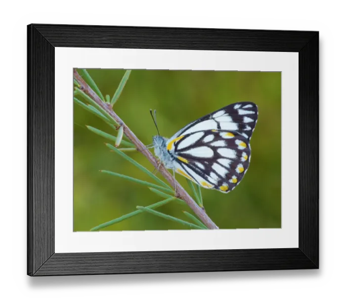 Framed Print : Caper White (Belenois java) adult male, roosting on stem, Ormiston Gorge, West MacDonnell N. P