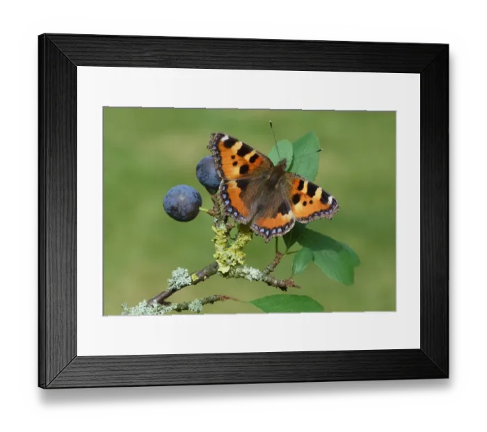 Framed Print : Small Tortoiseshell (Aglais urticae) adult, resting on Blackthorn (Prunus spinosa) leaves with ripe fruit Framed Print : Small Tortoiseshell (Aglais urticae) adult, resting on Blackthorn (Prunus spinosa) leaves with ripe fruit