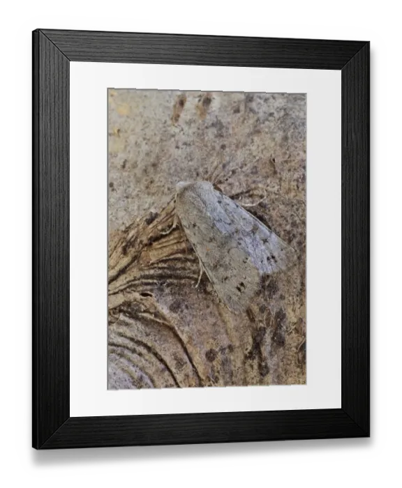 Framed Print : Lead-coloured Drab (Orthosia populeti) adult, resting on tree trunk, Norfolk, England, April Framed Print : Lead-coloured Drab (Orthosia populeti) adult, resting on tree trunk, Norfolk, England, April