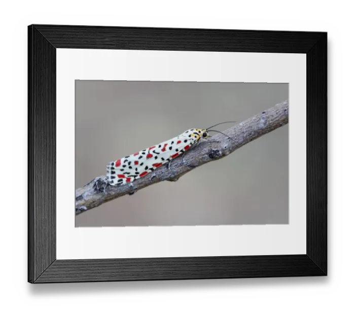 Framed Print : Australian Crimson Footman (Utethesia lotrix) adult, resting on twig, Uluru-Kata Tjuta N. P Framed Print : Australian Crimson Footman (Utethesia lotrix) adult, resting on twig, Uluru-Kata Tjuta N. P