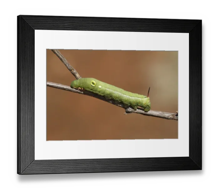Framed Print : Silver-striped Hawkmoth (Hippotion celerio) caterpillar, green form, on twig, The Olgas, Uluru-Kata Tjuta N. P Framed Print : Silver-striped Hawkmoth (Hippotion celerio) caterpillar, green form, on twig, The Olgas, Uluru-Kata Tjuta N. P