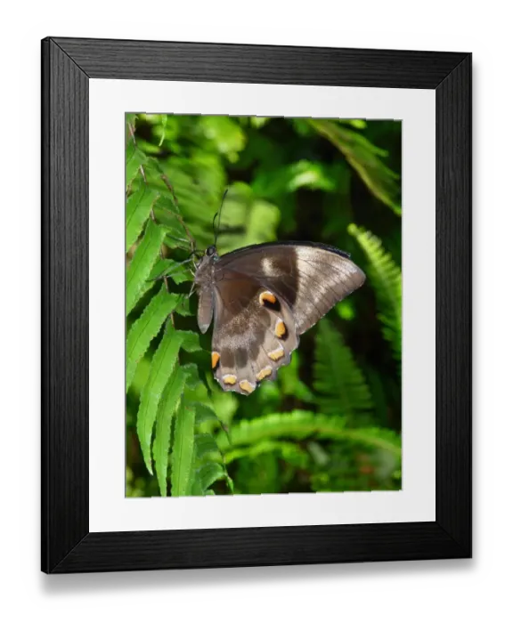 Framed Print : Ulysses Butterfly (Papilio ulysses joesa) adult, resting on fern, Daintree N. P. Queensland, Australia, September Framed Print : Ulysses Butterfly (Papilio ulysses joesa) adult, resting on fern, Daintree N. P. Queensland, Australia, September