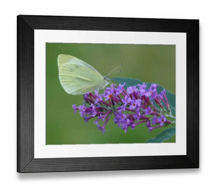 Framed Print : Small White Butterfly (Pieris rapae) adult, feeding on Buddleia (Buddleja sp. ) flowers in garden, Leicestershire Framed Print : Small White Butterfly (Pieris rapae) adult, feeding on Buddleia (Buddleja sp. ) flowers in garden, Leicestershire