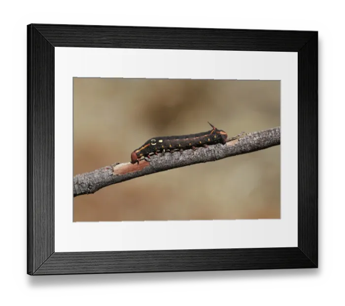 Framed Print : Silver-striped Hawkmoth (Hippotion celerio) caterpillar, dark form, on twig, The Olgas, Uluru-Kata Tjuta N. P Framed Print : Silver-striped Hawkmoth (Hippotion celerio) caterpillar, dark form, on twig, The Olgas, Uluru-Kata Tjuta N. P
