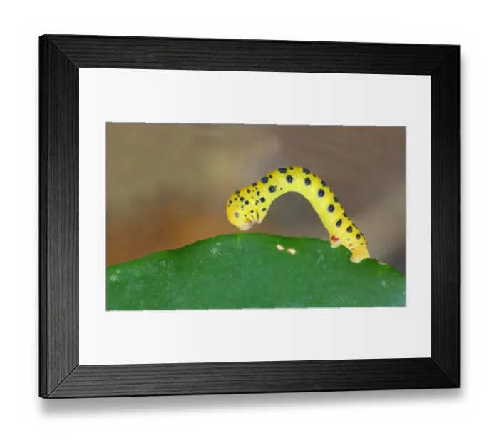 Framed Print : Four O clock Moth (Dysphania fenestrata) caterpillar, resting on leaf, Cape Tribulation, Daintree N. P Framed Print : Four O clock Moth (Dysphania fenestrata) caterpillar, resting on leaf, Cape Tribulation, Daintree N. P