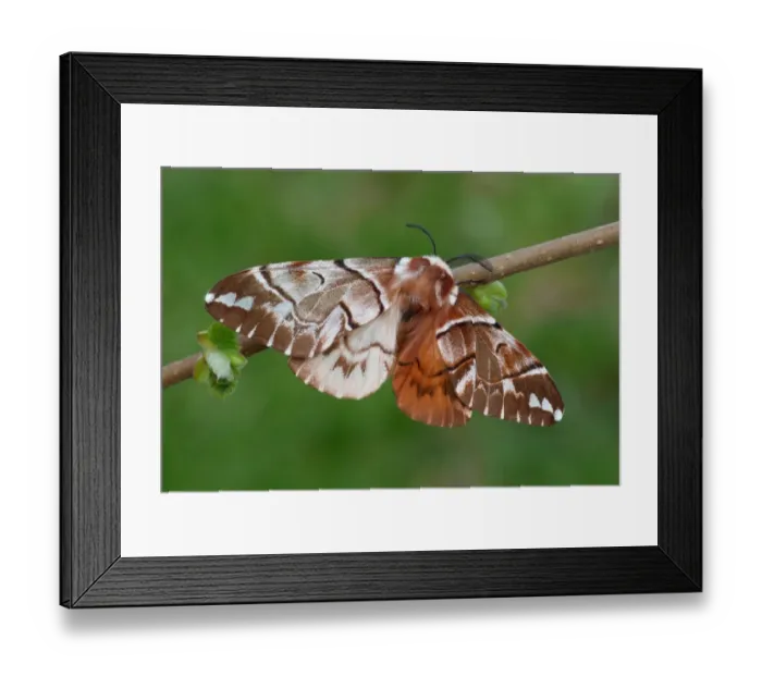 Framed Print : Kentish Glory Moth (Endromis versicolora) adult, showing gynandromorphic phenotype Framed Print : Kentish Glory Moth (Endromis versicolora) adult, showing gynandromorphic phenotype