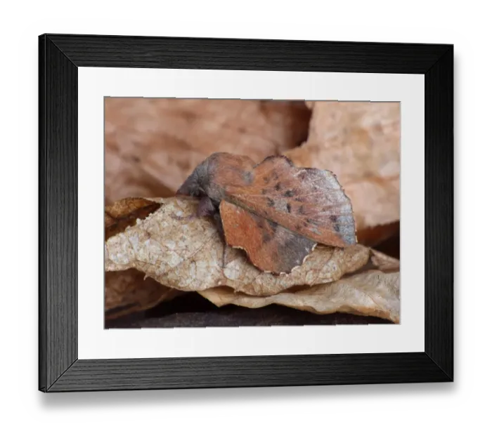 Framed Print : Small Lappet (Phyllodesma ilicifolia) adult, camouflaged amongst dry leaves, Cannobina Valley, Piedmont, North Italy Framed Print : Small Lappet (Phyllodesma ilicifolia) adult, camouflaged amongst dry leaves, Cannobina Valley, Piedmont, North Italy