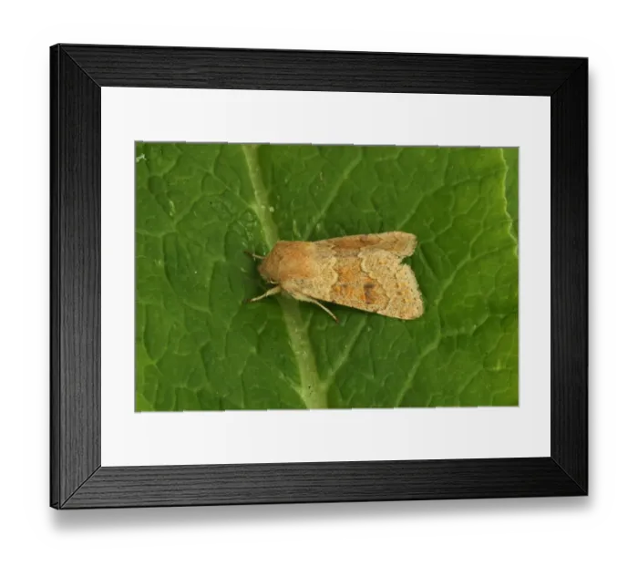 Framed Print : Blossom Underwing (Orthosia miniosa) adult, resting on leaf, Norfolk, England, April Framed Print : Blossom Underwing (Orthosia miniosa) adult, resting on leaf, Norfolk, England, April