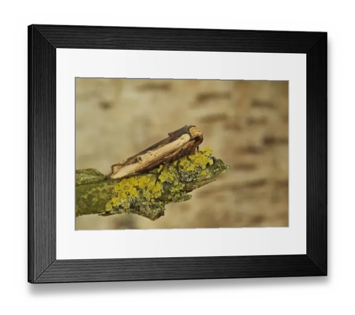 Framed Print : Red Sword-grass Moth (Xylena vetusta) adult, resting on lichen covered twig, Norfolk, England, April Framed Print : Red Sword-grass Moth (Xylena vetusta) adult, resting on lichen covered twig, Norfolk, England, April