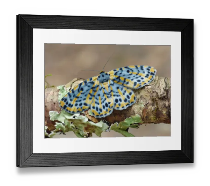 Framed Print : Arch Moth (Bracca matutinata) adult, roosting on twig, Green Mountain, Lamington N. P. Queensland, Australia, October Framed Print : Arch Moth (Bracca matutinata) adult, roosting on twig, Green Mountain, Lamington N. P. Queensland, Australia, October