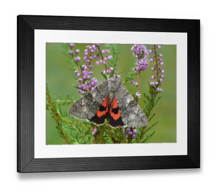 Framed Print : Red Underwing Moth (Catocala nupta) adult, exposing hindwing colour, resting on Common Heather (Calluna vulgaris) Framed Print : Red Underwing Moth (Catocala nupta) adult, exposing hindwing colour, resting on Common Heather (Calluna vulgaris)