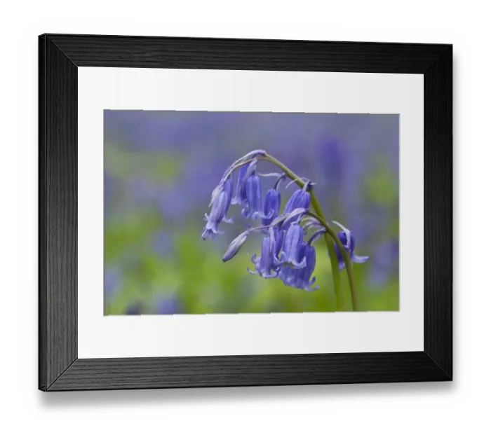 Framed Print : Bluebell (Endymion non-scriptus) close-up of flowers, growing in deciduous woodland, Blickling, Norfolk, England, April Framed Print : Bluebell (Endymion non-scriptus) close-up of flowers, growing in deciduous woodland, Blickling, Norfolk, England, April