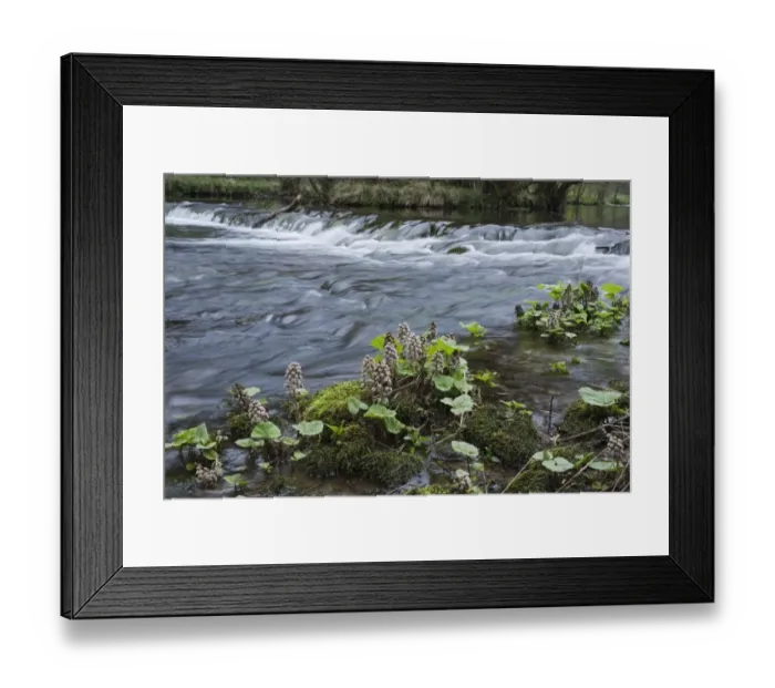 Framed Print : Common Butterbur (Petasites hybridus) flowering, growing in shallow water at edge of river, River Dove, Dovedale Framed Print : Common Butterbur (Petasites hybridus) flowering, growing in shallow water at edge of river, River Dove, Dovedale