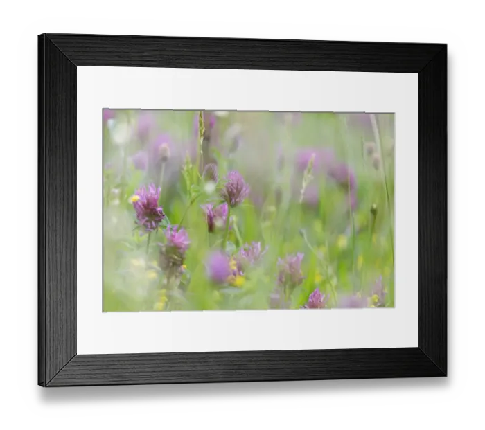 Framed Print : Red Clover (Trifolium pratense) flowering, growing in wildflower meadow, Blithfield, Staffordshire, England, May