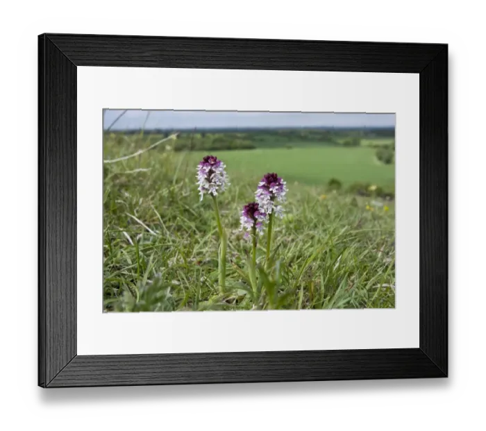 Framed Print : Burnt Orchid (Orchis ustulata) flowering, growing in chalk downland habitat, Knocking Hoe N. N. R
