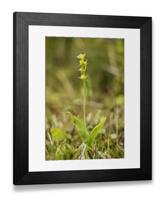 Framed Print : Fen Orchid (Liparis loeselii) flowering, Upton Fen, The Broads N. P. Norfolk, England, July Framed Print : Fen Orchid (Liparis loeselii) flowering, Upton Fen, The Broads N. P. Norfolk, England, July