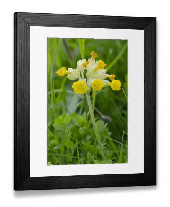 Framed Print : Cowslip (Primula veris) flowering, Nottinghamshire, England, May