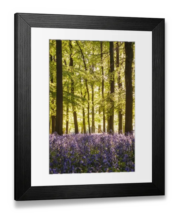 Framed Print : Bluebell (Endymion non-scriptus) flowering mass, growing in Common Beech (Fagus sylvatica) woodland habitat Framed Print : Bluebell (Endymion non-scriptus) flowering mass, growing in Common Beech (Fagus sylvatica) woodland habitat