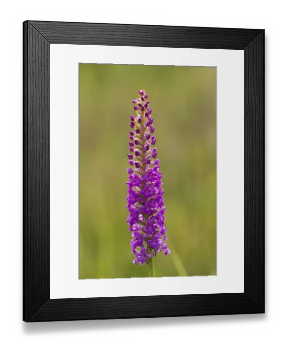 Framed Print : Fragrant Orchid (Gymnadenia conopsea) close-up of flowerspike, Beeston Common, Norfolk, England, July