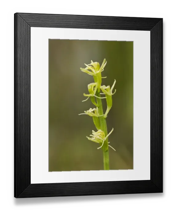 Framed Print : Fen Orchid (Liparis loeselii) close-up of flowerspike, Upton Fen, The Broads N. P. Norfolk, England, July