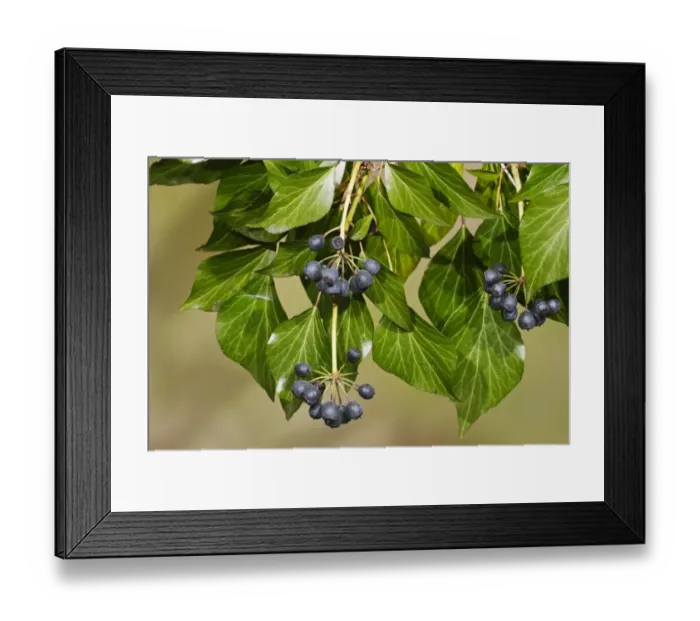 Framed Print : Common Ivy (Hedera helix) close-up of berries and leaves, Aylsham, Norfolk, England, March Framed Print : Common Ivy (Hedera helix) close-up of berries and leaves, Aylsham, Norfolk, England, March