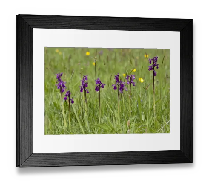 Framed Print : Green-winged Orchid (Orchis morio) flowering, growing in hay meadow, Marden Meadows, Kent, England, May Framed Print : Green-winged Orchid (Orchis morio) flowering, growing in hay meadow, Marden Meadows, Kent, England, May