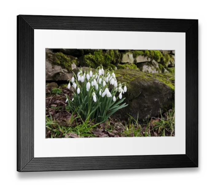 Framed Print : Snowdrop (Galanthus nivalis) flowering, growing beside moss covered drystone wall, Hardraw, Wensleydale Framed Print : Snowdrop (Galanthus nivalis) flowering, growing beside moss covered drystone wall, Hardraw, Wensleydale