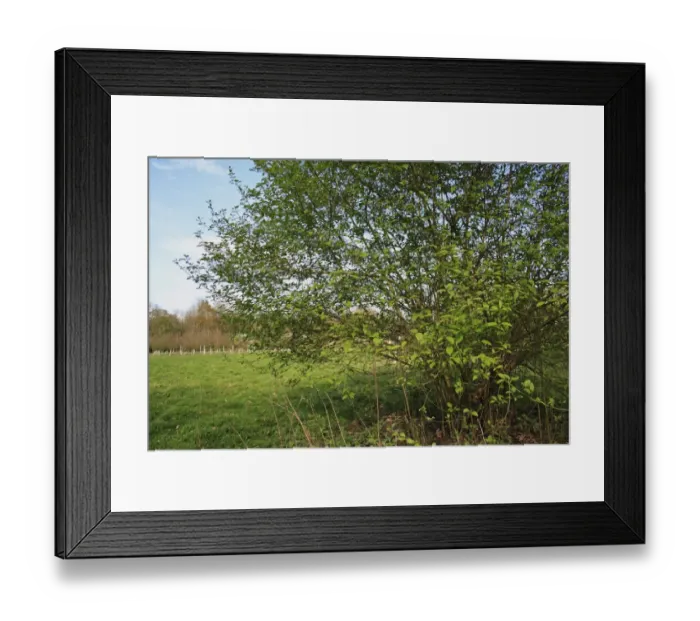 Framed Print : Common Dogwood (Cornus sanguinea) habit, growing in woodland, Vicarage Plantation, Mendlesham, Suffolk, England, April Framed Print : Common Dogwood (Cornus sanguinea) habit, growing in woodland, Vicarage Plantation, Mendlesham, Suffolk, England, April