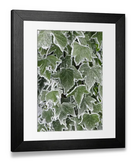 Framed Print : Common Ivy (Hedera helix) close-up of hoar frost covered leaves, Staffordshire, England, December Framed Print : Common Ivy (Hedera helix) close-up of hoar frost covered leaves, Staffordshire, England, December