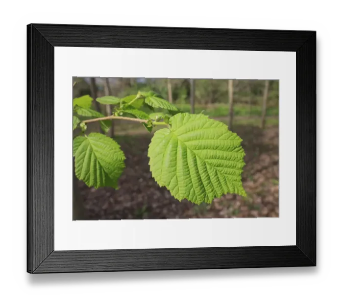 Framed Print : Common Hazel (Corylus avellana) close-up of leaves, growing in woodland, Vicarage Plantation, Mendlesham, Suffolk Framed Print : Common Hazel (Corylus avellana) close-up of leaves, growing in woodland, Vicarage Plantation, Mendlesham, Suffolk