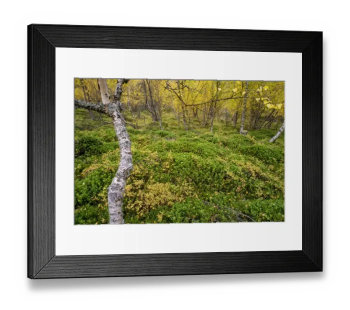 Framed Print : Silver Birch (Betula pendula) leaves in autumn colour, old growth forest habitat, Skibotn, Lapland, North Norway Framed Print : Silver Birch (Betula pendula) leaves in autumn colour, old growth forest habitat, Skibotn, Lapland, North Norway